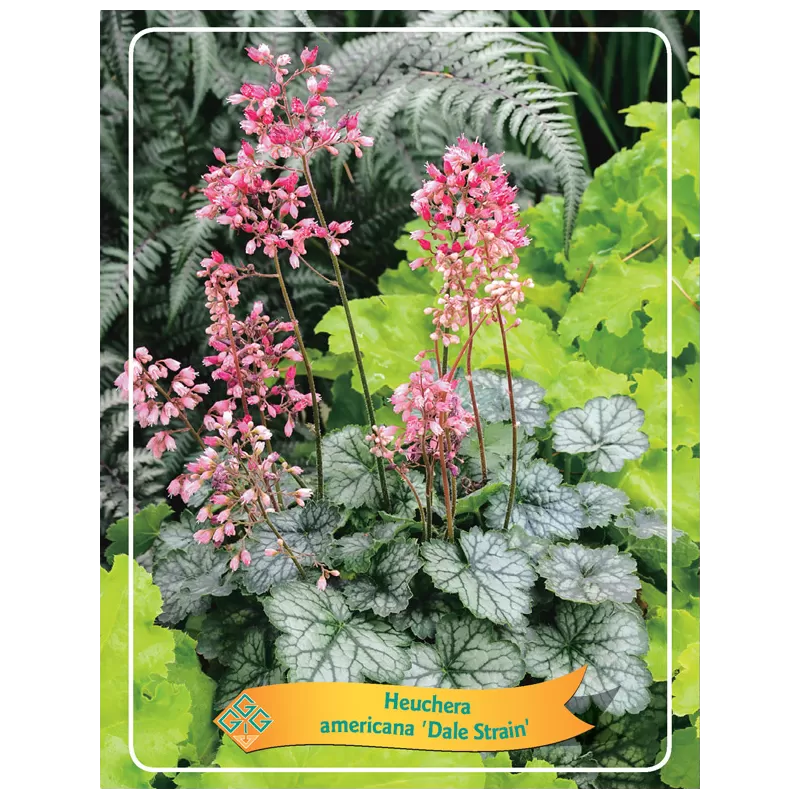 Heuchera DALE STRAIN