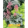 Heuchera DALE STRAIN