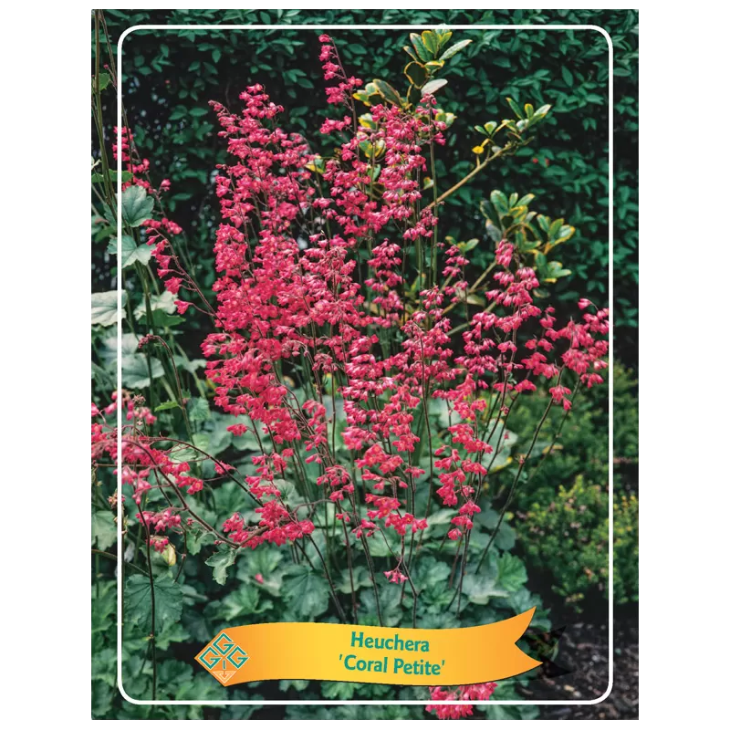 Heuchera CORAL PETITE