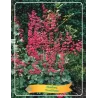 Heuchera CORAL PETITE