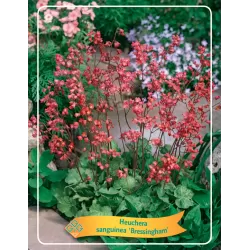 Heuchera sanguinea BRESSINGHAM
