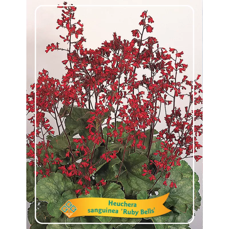 Alūnė - Heuchera sanguinea Ruby Bells