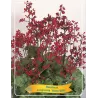 Alūnė - Heuchera sanguinea Ruby Bells