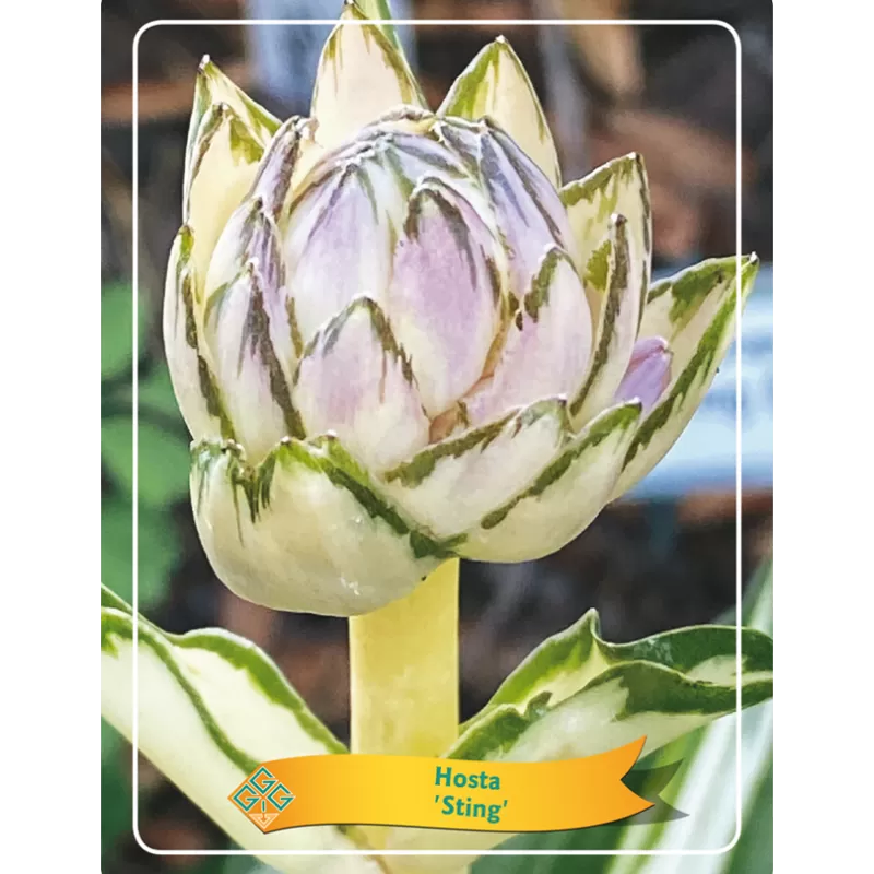 Hosta STING