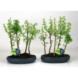Bonsai - Pseudolarix amabilis S style 20Ø 50cm