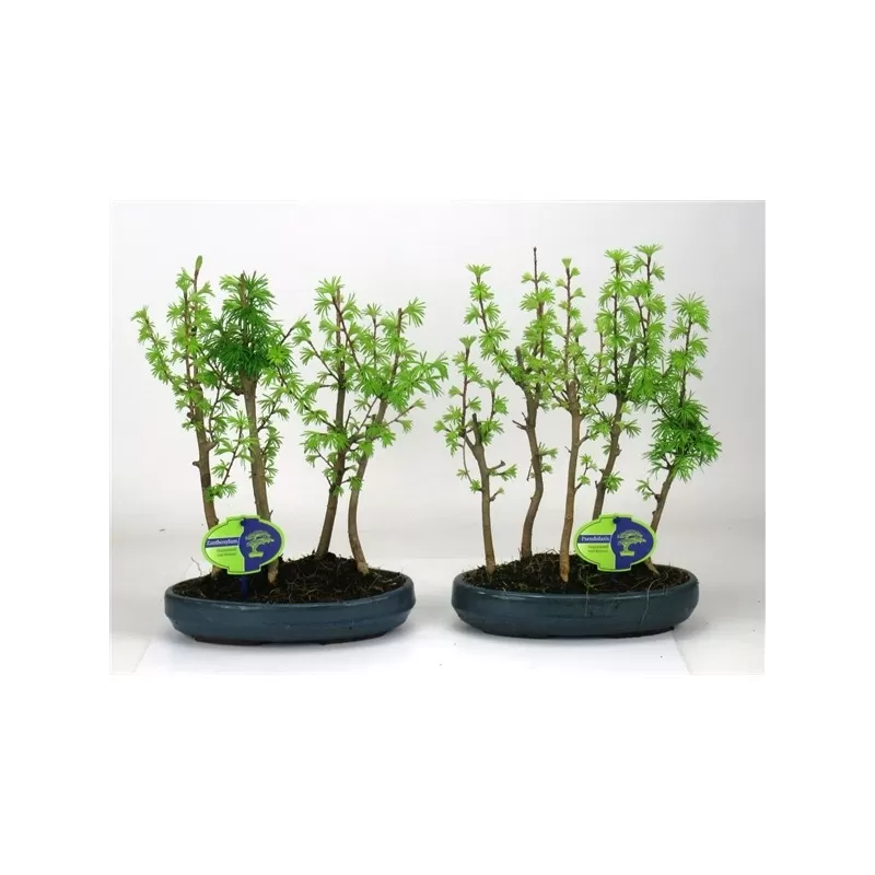 Pseudolarix amabilis forest style