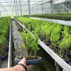 Bonsai - Pseudolarix amabilis S style 20Ø 50cm