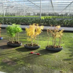 Pseudolarix amabilis forest style