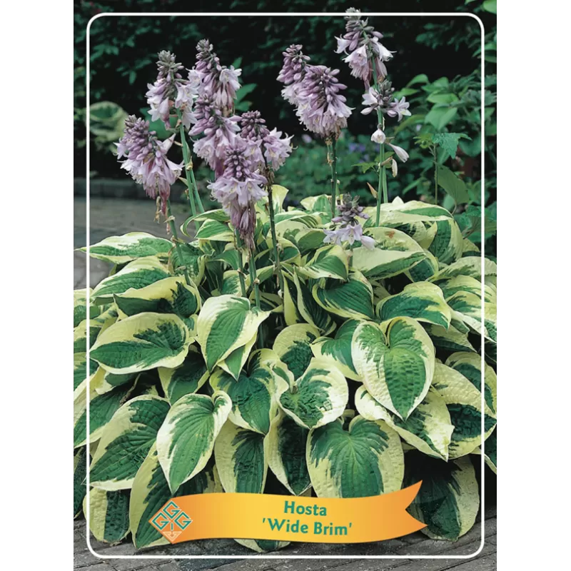 Melsvė - Hosta Wide Brim