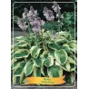 Hosta Wide Brim