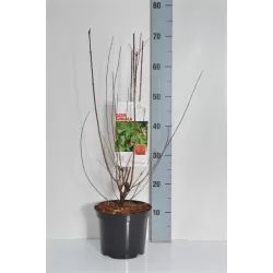 Ginalinis klevas internetu