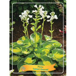 Melsvė - Hosta Sunset Grooves