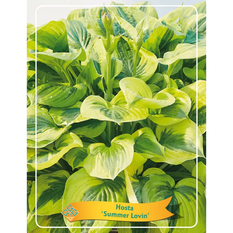 Melsvė - Hosta Summer Lovin