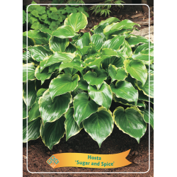 Melsvė - Hosta Sugar and Spice