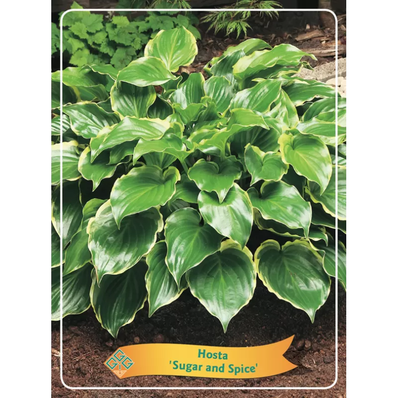 Melsvė - Hosta Sugar and Spice Melsvė - Hosta Sugar and Spice