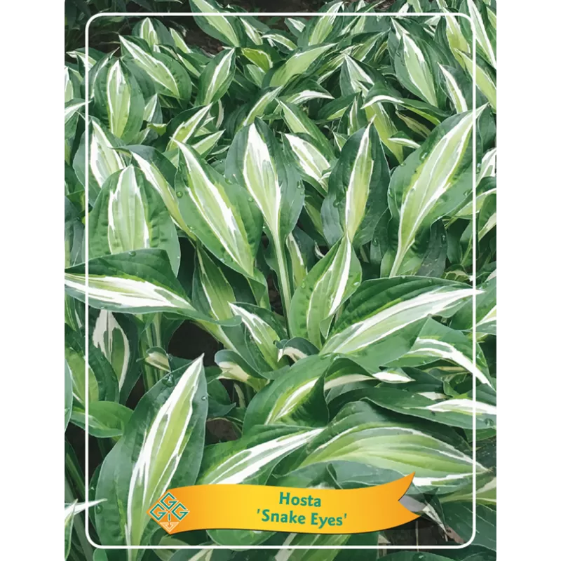 Hosta Snake Eyes
