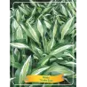 Hosta Snake Eyes