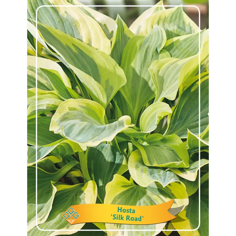 Hosta Silk Road