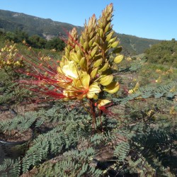Nuostabioji cezalpinija - Caesalpinia gilesii