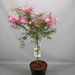 Calliandra tweedi DIXIE PINK