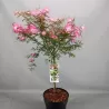Kaliandra - Calliandra tweedi DIXIE PINK