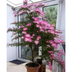 Kaliandra - Calliandra tweedi DIXIE PINK
