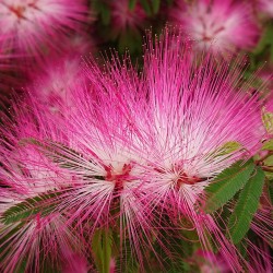 Calliandra tweedi DIXIE PINK
