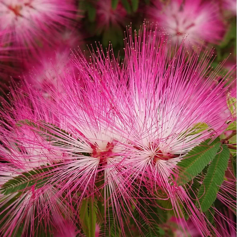 Calliandra tweedi DIXIE PINK