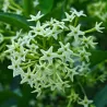 Cestrum nocturnum