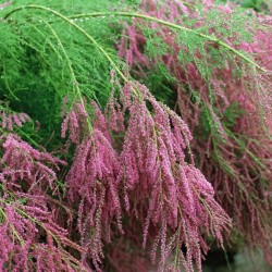 Šakotasis eglūnas - Tamarix ramosissima PINK CASCADE