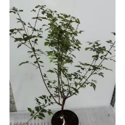 Acer griseum