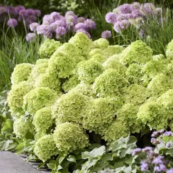 Hydrangea paniculata Living LITTLE APPLE