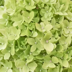 Šluotelinė hortenzija - Hydrangea paniculata Living LITTLE APPLE
