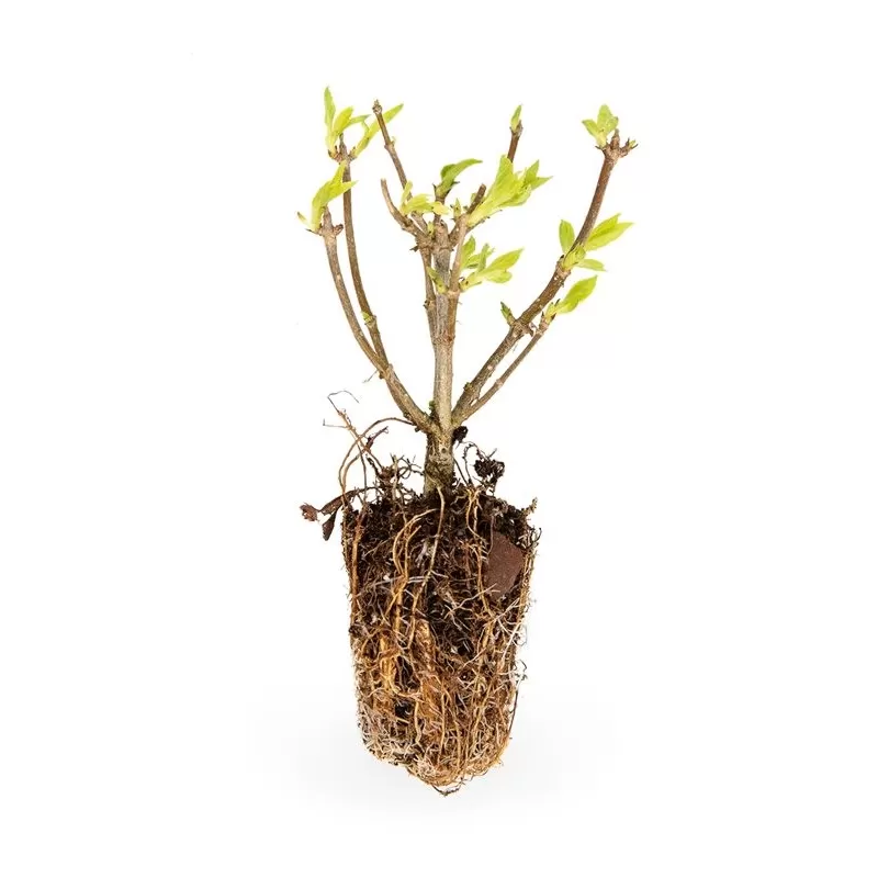 Užsisakyk augalus pavasariui jau dabar