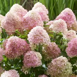 Hydrangea paniculata Living LITTLE LOVE