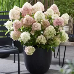 Šluotelinė hortenzija - Hydrangea paniculata Living LITTLE LOVE