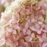 Šluotelinė hortenzija - Hydrangea paniculata Living LITTLE LOVE