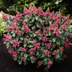 Šluotelinė hortenzija - Hydrangea paniculata Living INFINITY