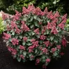 Šluotelinė hortenzija - Hydrangea paniculata Living INFINITY