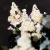 Hydrangea paniculata Living INFINITY