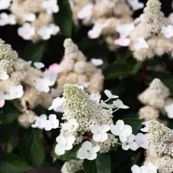 Šluotelinė hortenzija - Hydrangea paniculata Living INFINITY