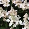 Hydrangea paniculata Living INFINITY