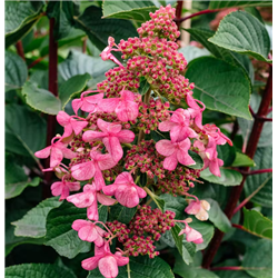 Šluotelinė hortenzija - Hydrangea paniculata Living INFINITY