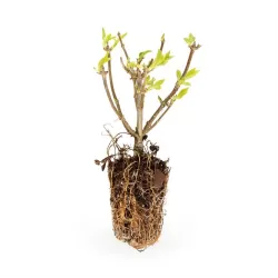 Hydrangea paniculata Living LITTLE PASSION