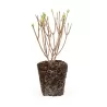 Hydrangea paniculata Living LITTLE ROSY