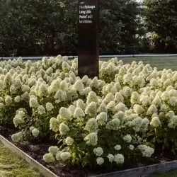 Šluotelinė hortenzija - Hydrangea paniculata Living LITTLE PASSION