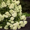 Šluotelinė hortenzija - Hydrangea paniculata Living LITTLE PASSION