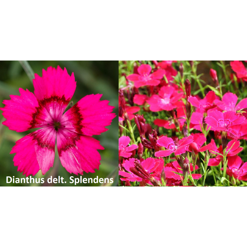 Gvazdikas - Dianthus deltoides Splendens P9