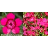 Gvazdikas - Dianthus pinifolius