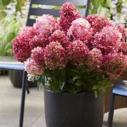 Hydrangea paniculata Living LITTLE ROSY